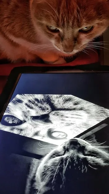 A collage showing different types of viral videos: a funny cat video, a dramatic news clip, a political speech, and a heartwarming act of kindness. Each image is framed by social media icons to highlight their spread and impact online.